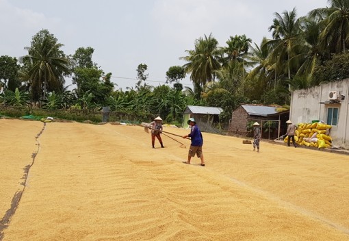 Nông dân miền Tây gặp khó trong vụ đông xuân