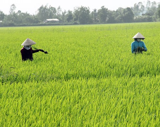 Tìm giải pháp tiêu thụ lúa đông xuân