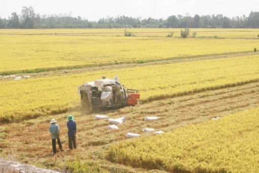 Lúa giảm giá, nông dân miền Tây kêu trời!