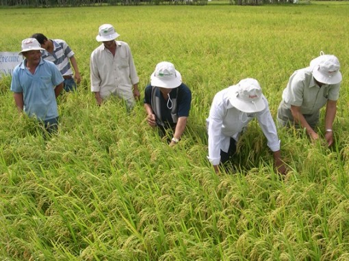 Nông dân Đồng Tháp tiếp cận internet để sản xuất