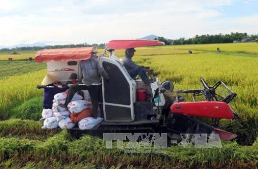 Hỗ trợ cho vay thu mua thóc, gạo vụ Đông Xuân
