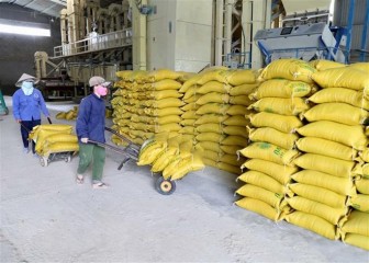 Thủ tướng chỉ đạo các doanh nghiệp vào cuộc thu mua lúa gạo