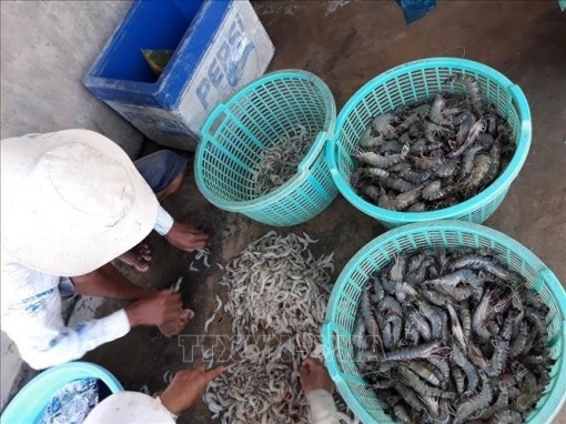 Ngư dân Bạc Liêu đánh bắt hải sản thu lãi cao