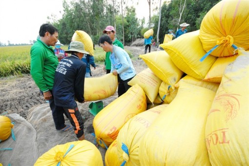 Thị trường khơi thông, giá lúa đang nhích lên