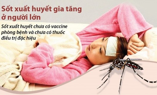 Số ca mắc sốt xuất huyết đang gia tăng ở người lớn