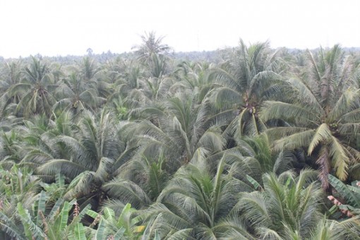 Công bố lễ hội dừa Bến Tre năm 2019