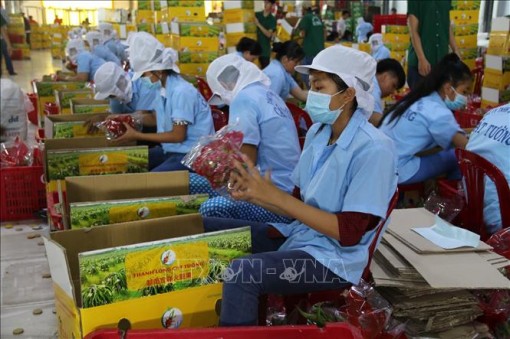 'Giấy thông hành' và câu chuyện xuất khẩu trái cây