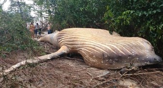 Bí ẩn xác cá voi khổng lồ tìm thấy trong rừng rậm Brazil