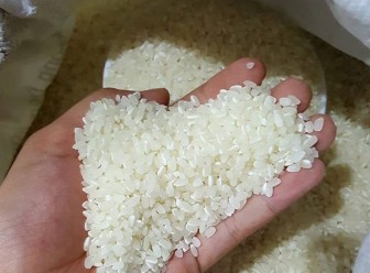 Ngày mai, tổ chức Hội nghị về tiêu thụ lúa gạo ĐBSCL