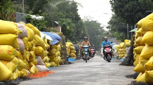 Ngồi chờ... giá lúa tăng