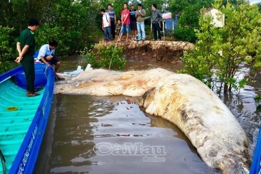 Cà Mau: Phát hiện xác cá voi khoảng 20 tấn trôi dạt bờ biển