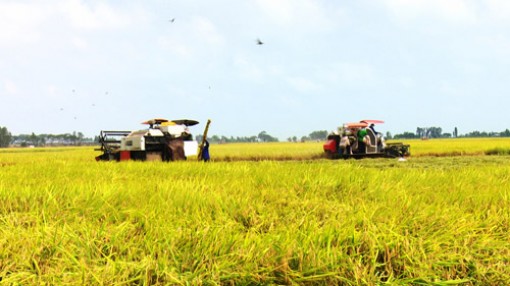 Sau chỉ đạo của Thủ tướng, giá lúa đã tăng thêm 100 đồng/kg