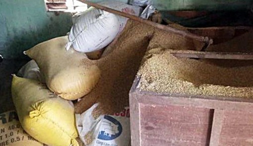 Người phụ nữ trình báo mất 50 cây vàng giấu trong đống lúa