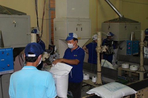 Hướng đến thị trường lúa, gạo bền vững