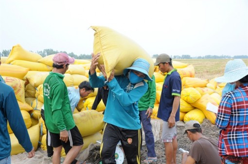 Giá lúa đang tăng dần