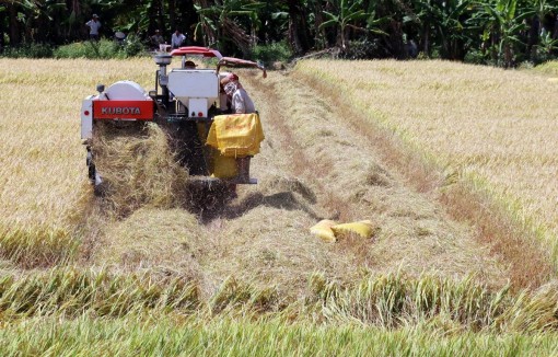 Long An đưa ra giải pháp đẩy mạnh tiêu thụ lúa gạo trong dân