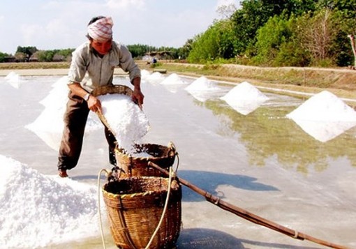 Giá muối cao, diêm dân Bến Tre thu nhập khá