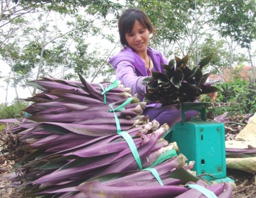 Nắng nóng, giá rau mát lên “đỉnh”, nông dân hốt bạc triệu mỗi ngày