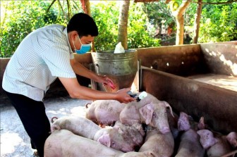 Đồng bộ các giải pháp phòng, chống dịch tả lợn châu Phi