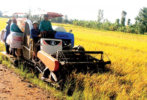 Hợp tác sản xuất để tăng chuỗi giá trị nông sản