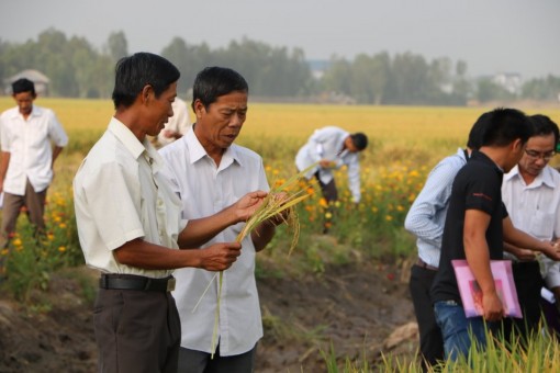 Đồng Tháp sẽ thực hiện cuộc cách mạng tri thức cho người nông dân