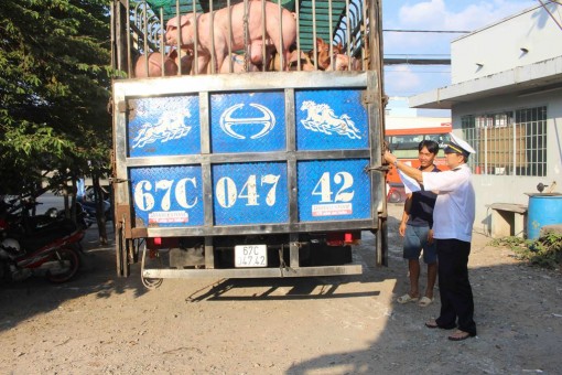 Chủ động ứng phó khẩn cấp bệnh dịch tả heo Châu Phi