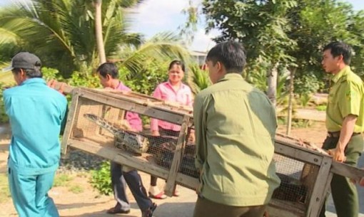 Đồng Tháp: Thả 2 con trăn đất nặng gần 80kg về Vườn quốc gia Tràm Chim