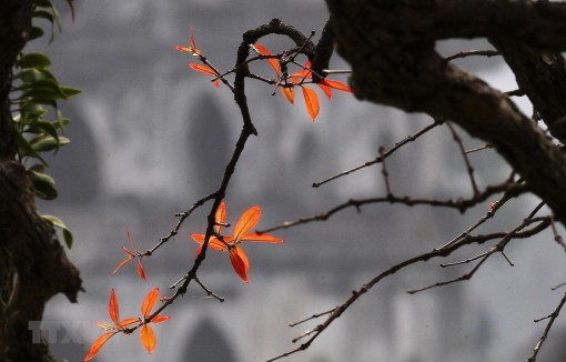 Miền Bắc có mưa ẩm, Tây Nguyên đề phòng lốc sét, gió giật mạnh