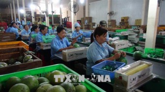 Sản xuất trái cây sạch để tăng giá trị xuất khẩu