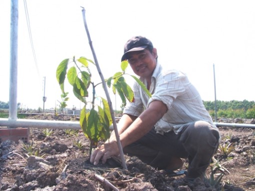 Tiền Giang: Nỗi lo nông dân phá khóm trồng mít Thái tràn lan