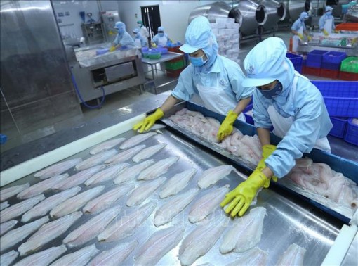 Xuất khẩu cá tra hướng đến mục tiêu 2,4 tỷ USD năm 2019