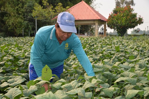 Trồng đậu nành rau, lãi trên 40 triệu đồng/ha