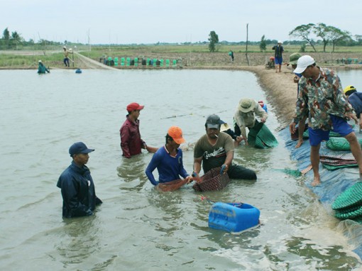 Thành tỉ phú nhờ nuôi tôm