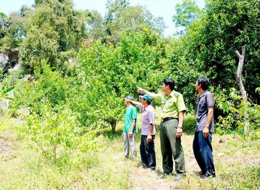Cấp bách phòng chống cháy rừng ở ĐBSCL