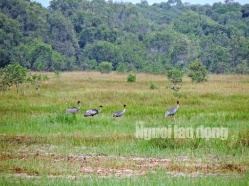 Gia đình sếu đầu đỏ dìu dắt nhau về khu Ramsar thứ 2.000 của thế giới