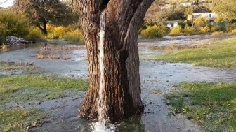 Bí ẩn cây cổ thụ tự tuôn nước như thác chảy