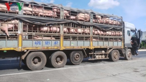 Kiểm tra nghiêm ngặt phương tiện vận chuyển heo qua cửa ngõ miền Tây