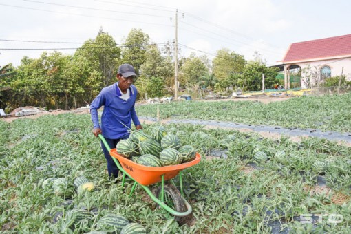 Dưa hấu ở Mỏ Ó trúng mùa - được giá