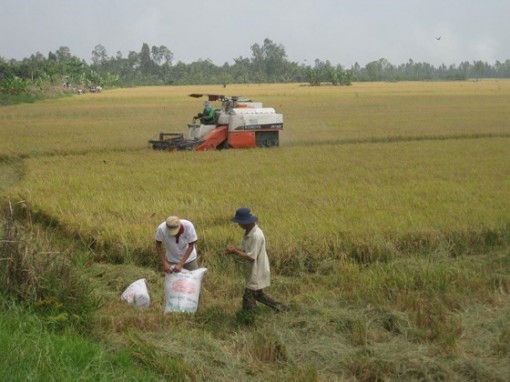 Giá lúa tăng ở ĐBSCL, nông dân có lãi