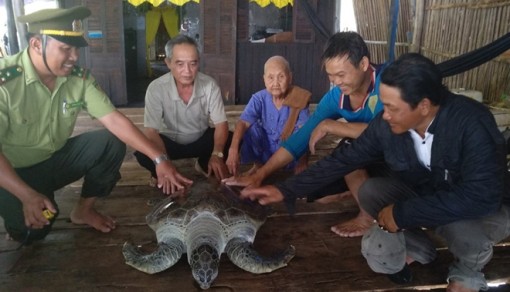 Cà Mau: Thả rùa biển nặng 60 kg về tự nhiên