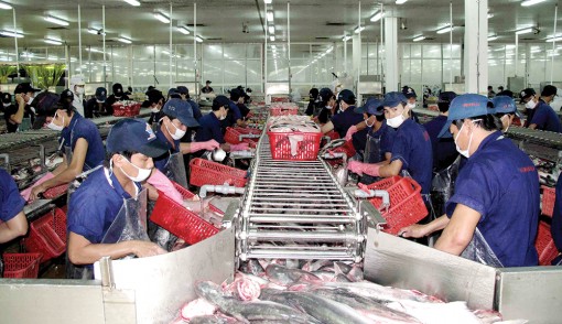 Ngành chế biến cá tra xuất khẩu thiếu lao động phổ thông