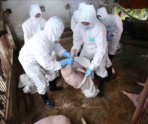Thành lập Ban Chỉ đạo quốc gia phòng, chống dịch bệnh dịch tả lợn châu Phi