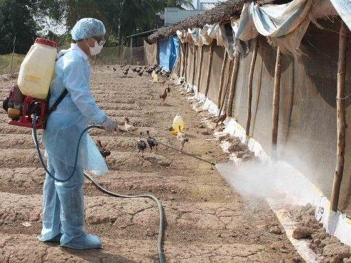 Chủng virus cúm gia cầm mới xuất hiện sát nách Việt Nam