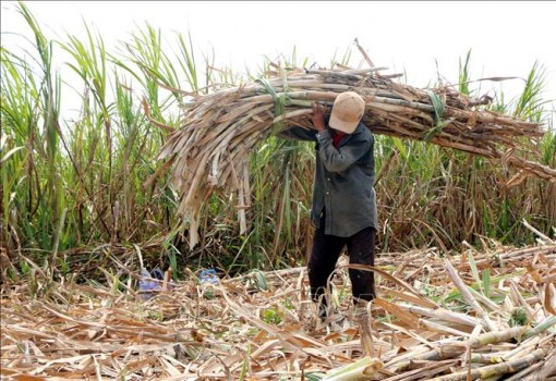 Nông dân Sóc Trăng chuyển đổi cây trồng do giá mía xuống quá thấp