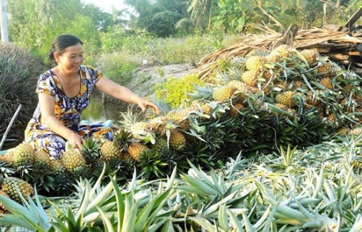 Giúp nông dân thích ứng với biến đổi khí hậu