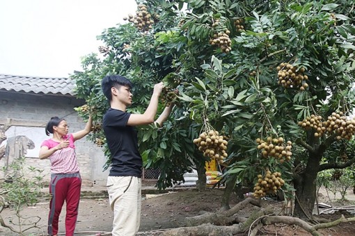 Long An thực hiện nhiều giải pháp xây dựng, chỉnh đốn Đảng