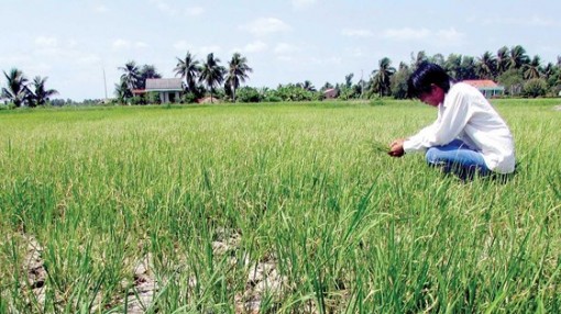 Miền Tây căng mình chống hạn, mặn