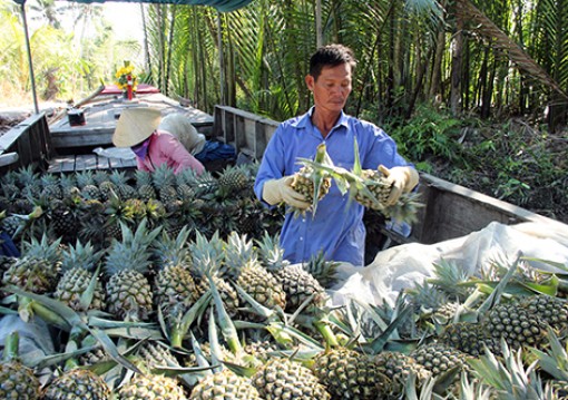 Nỗ lực đưa Hậu Giang thành tỉnh khá vùng đồng bằng sông Cửu Long