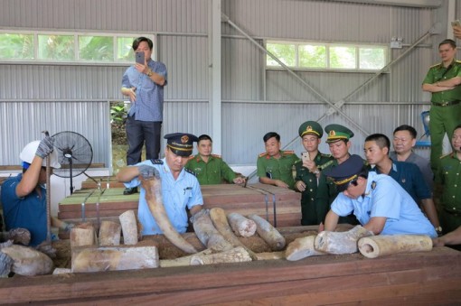 Bắt 9 tấn ngà voi nhập lậu, lớn nhất từ trước đến nay tại cảng Tiên Sa