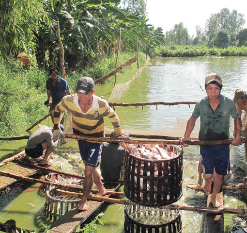 Giá cá tra nguyên liệu trở về điểm “hòa vốn”